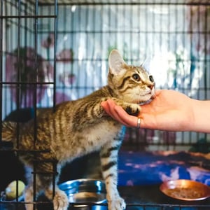 animal-shelter-2