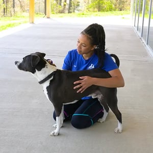 animal-shelter-6