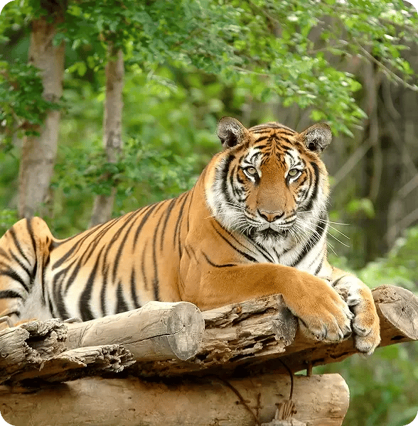 A tiger laying down