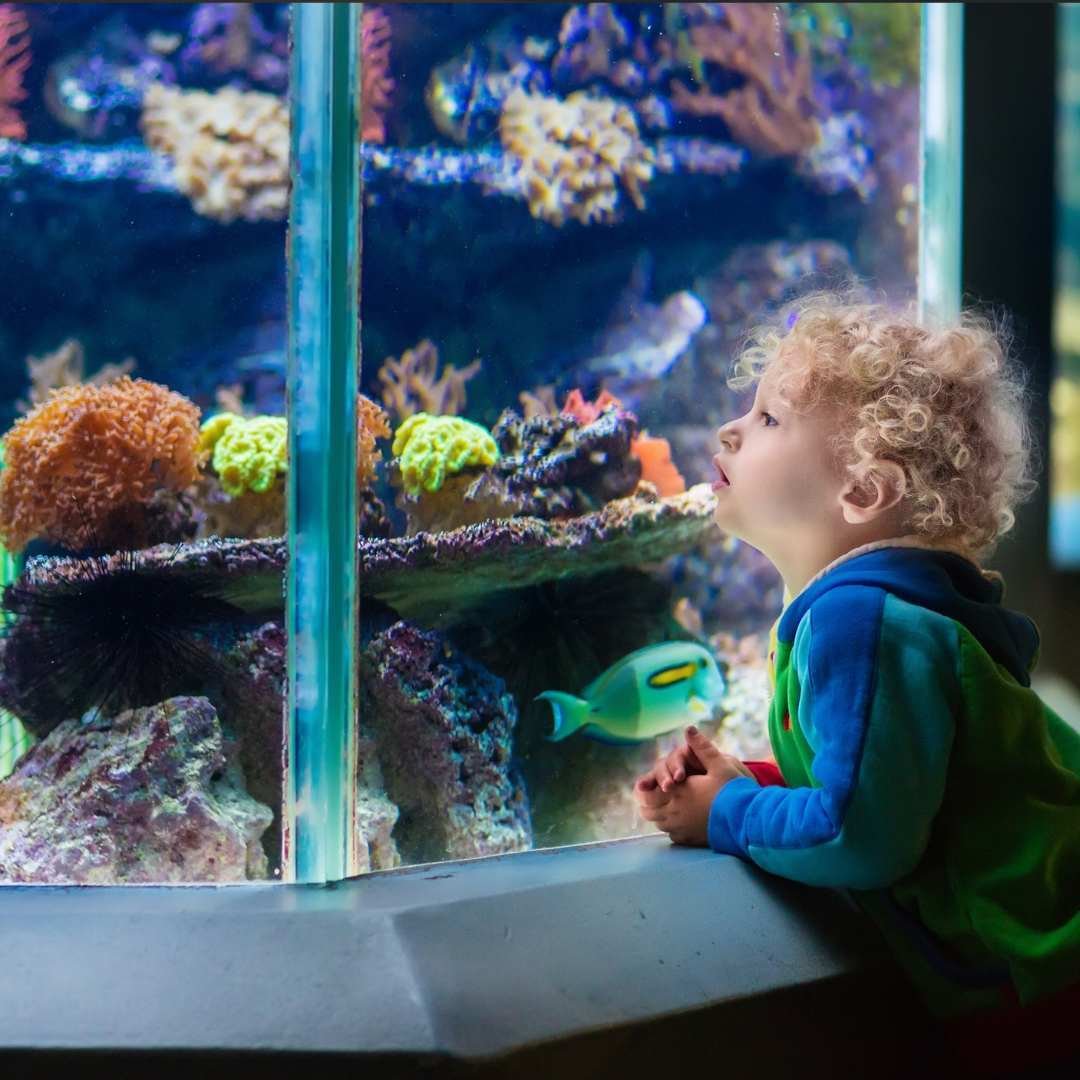 Volunteer Management Software for Aquariums