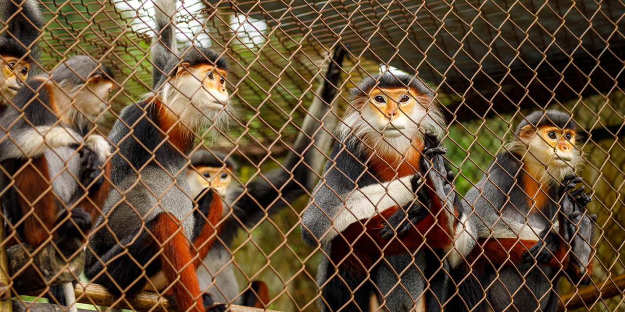 A Cage Full of Monkeys