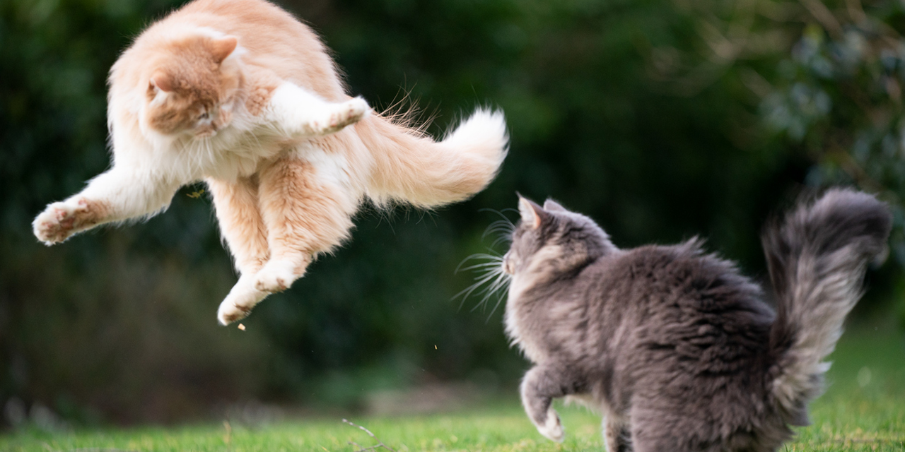 Fight or flee – the choice is yours
